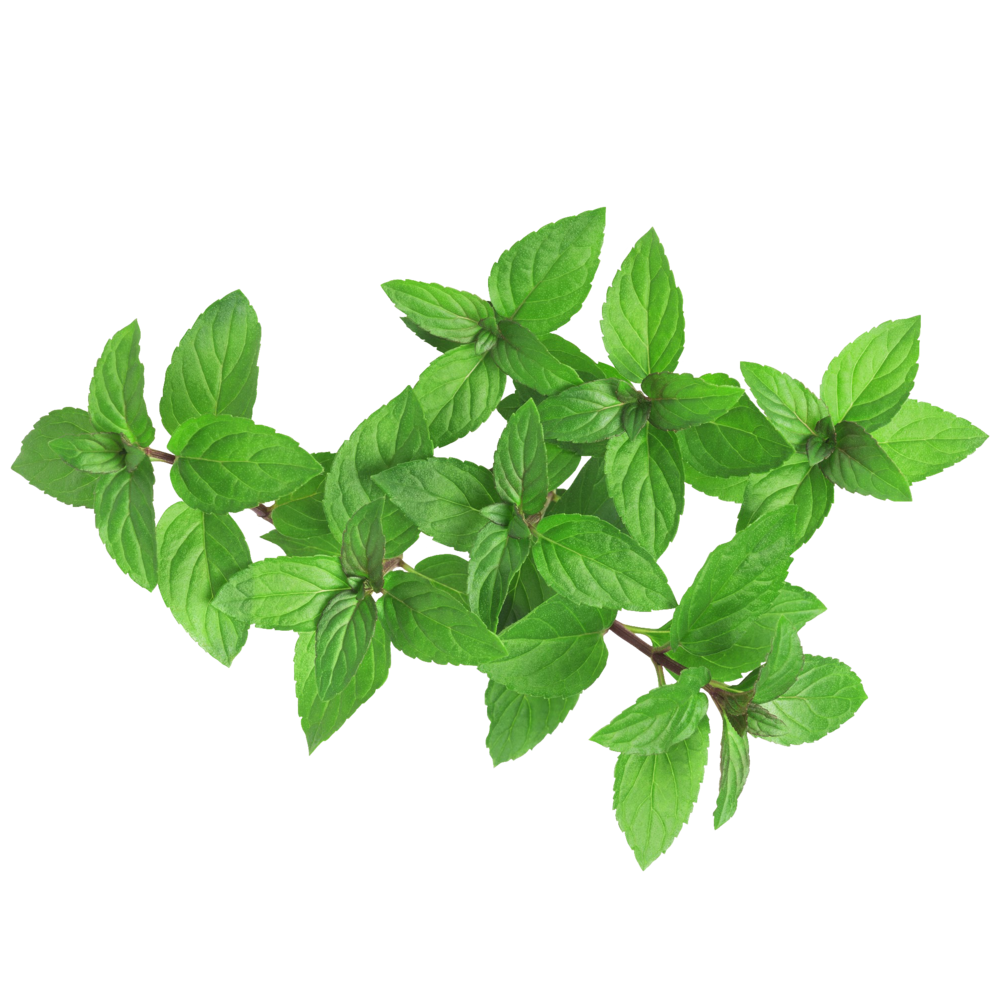 Peppermint