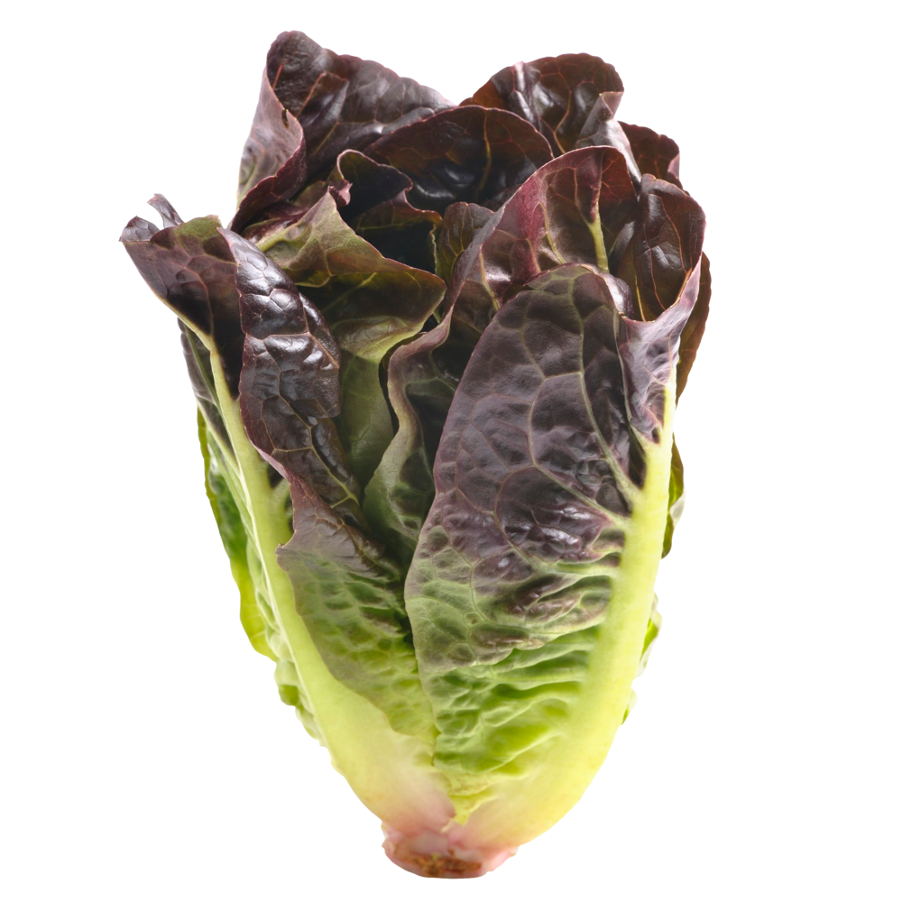 Red Romaine Lettuce