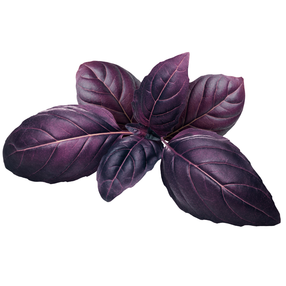 Purple Basil