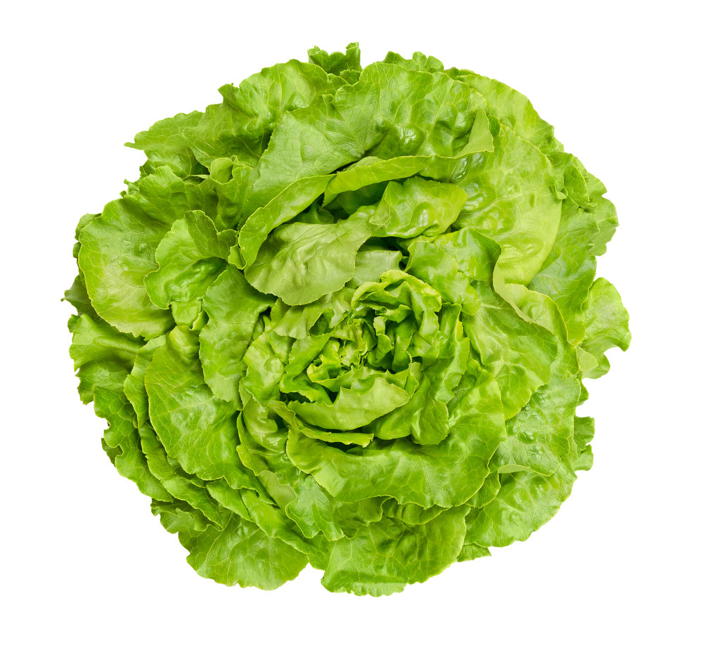 Butterhead Lettuce