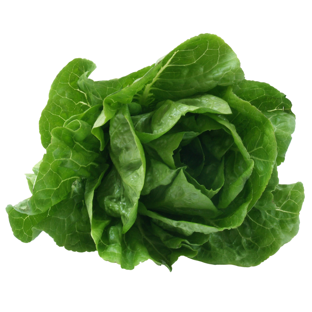Romaine Lettuce